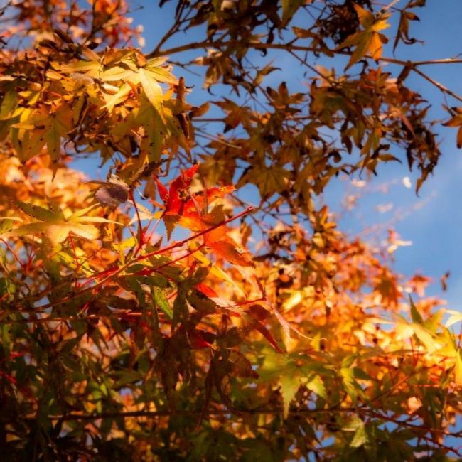 トランスパーフェクト 高尾山ハイキング