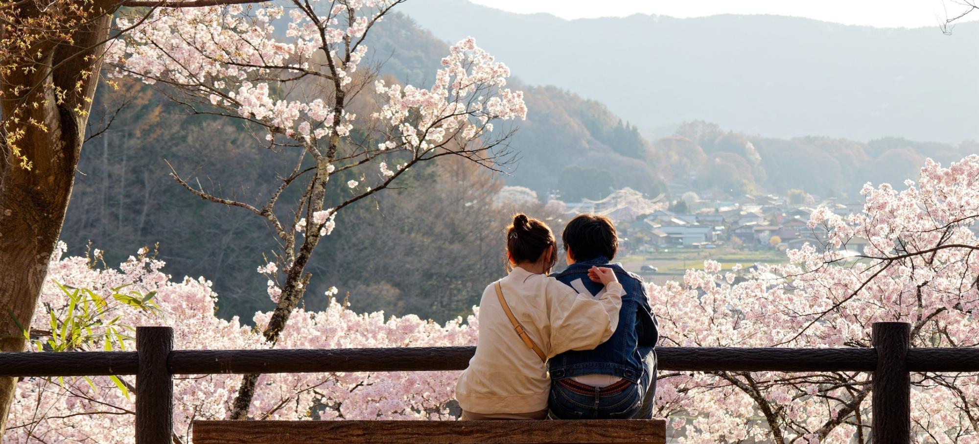 A couple sits on a bench enjoying the cherry blossoms in spring in Japan.